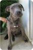 pitbull weim mix pic 3